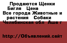 Продаются Щенки Бигля › Цена ­ 35 000 - Все города Животные и растения » Собаки   . Челябинская обл.,Аша г.